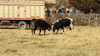 Festividad en San Agustin - Pelea Toros